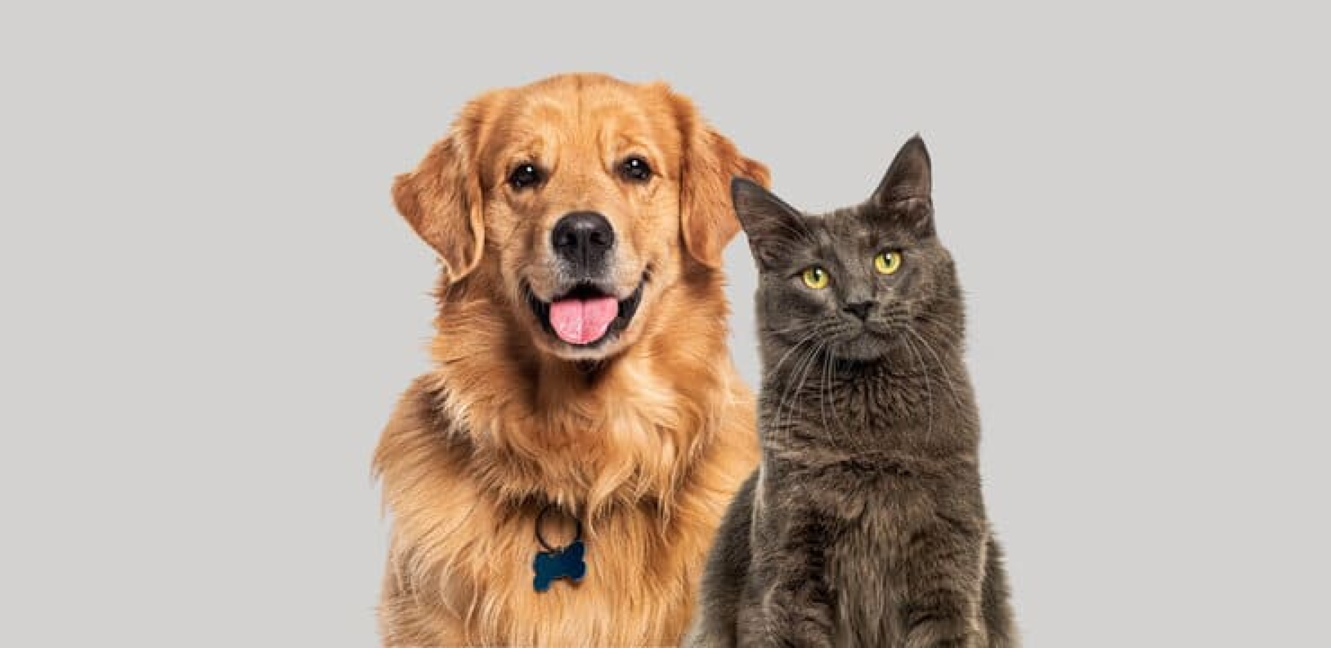 Digital health in Companion animals